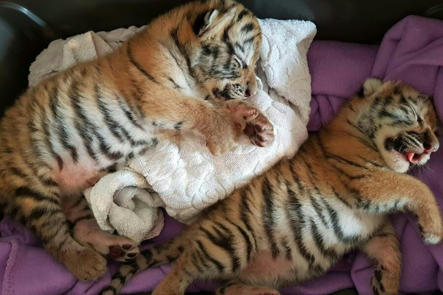 Zwei Tigerbabys in der Badewanne - Pflegerin hütete Tiere zu Hause - 
