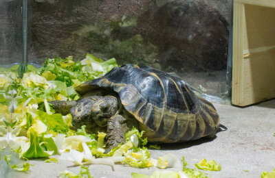 Zweiköpfige Schildkröte hat 20. Geburtstag - Die zweiköpfige Schildkröte Janus im Naturhistorischen Museum Genf