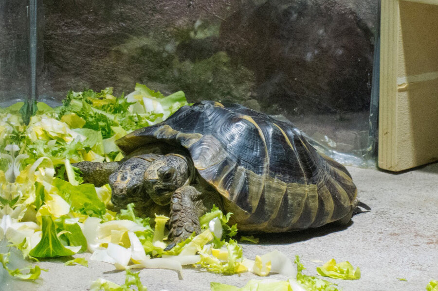 Zweiköpfige Schildkröte hat 20. Geburtstag - Die zweiköpfige Schildkröte Janus im Naturhistorischen Museum Genf