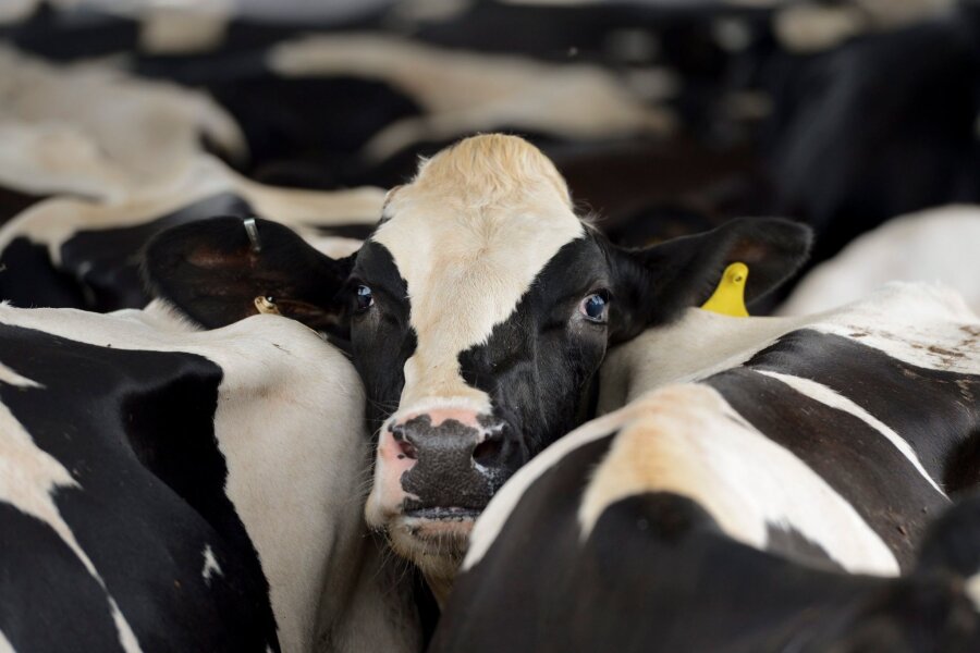 Zweiter Mensch nach Kuh-Kontakt mit Vogelgrippe infiziert - Ende März war das H5N1-Virus erstmals bei Milchkühen in den USA entdeckt worden.