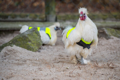 Zwerghühner müssen Warnwesten tragen - Die Rettungswesten sollen die Zwerghühner im Auer Zoo der Minis vor Krähenattacken schützen.