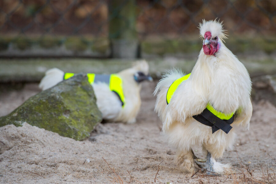 Zwerghühner müssen Warnwesten tragen - Die Rettungswesten sollen die Zwerghühner im Auer Zoo der Minis vor Krähenattacken schützen.