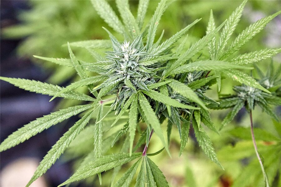 Zwickau: 17 Cannabispflanzen sichergestellt - In einer Zwickauer Wohnung wurden 17 Cannabispflanzen entdeckt.