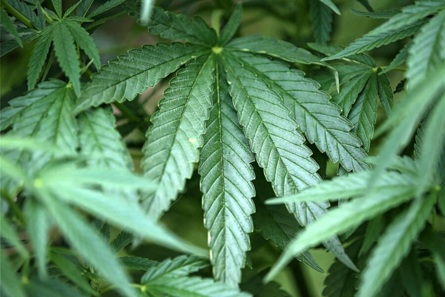 Zwickau: Apothekerin spricht über Cannabis - Um medizinische Anwendungen von Cannabis geht es beim „Pflegekolleg“.