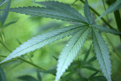 Zwickau: Cannabis-Anbauer aufgeflogen - 