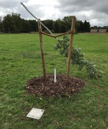 Zwickau: Gedenkbaum für erstes NSU-Opfer abgesägt - Der abgesägte Baum auf dem Schwanenteichgelände. Davor das Schild, das an das erste Opfer des NSU, Enver Şimşek, erinnert.