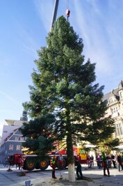 Zwickau hat seinen Weihnachtsbaum 2016 - 