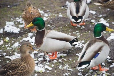 Zwickau: Landkreis richtet Beobachtungsgebiet wegen Vogelgrippe ein - 