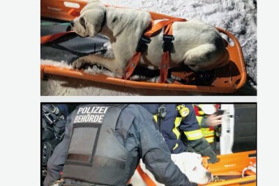 Zwickau: Schicksal der fast erfrorenen Hündin ist ungewiss - Die elfjährige Bulldog-Hündin ist vor einigen Tagen von der Feuerwehr aus einer Notlage gerettet worden. 