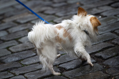 Zwickau: Stadtrat erhöht Hundesteuer und Parkgebühren - 
