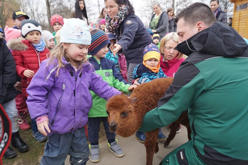 Zwickau: Tierpark bedankt sich mit einer Runde streicheln - Alpaka Steffi ließ sich geduldig streicheln.
