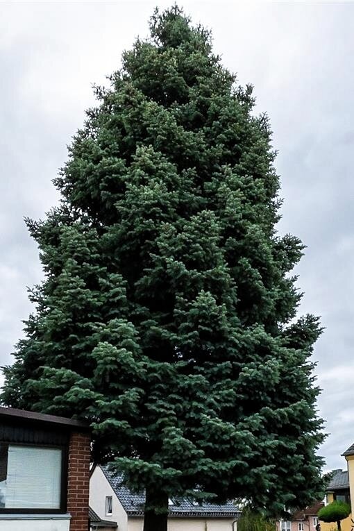 Zwickau: Weihnachtsbaum weiterhin gesucht - Diese 22 Meter hohe Colorado-Tanne war der Zwickauer Weihnachtsbaum 2022.