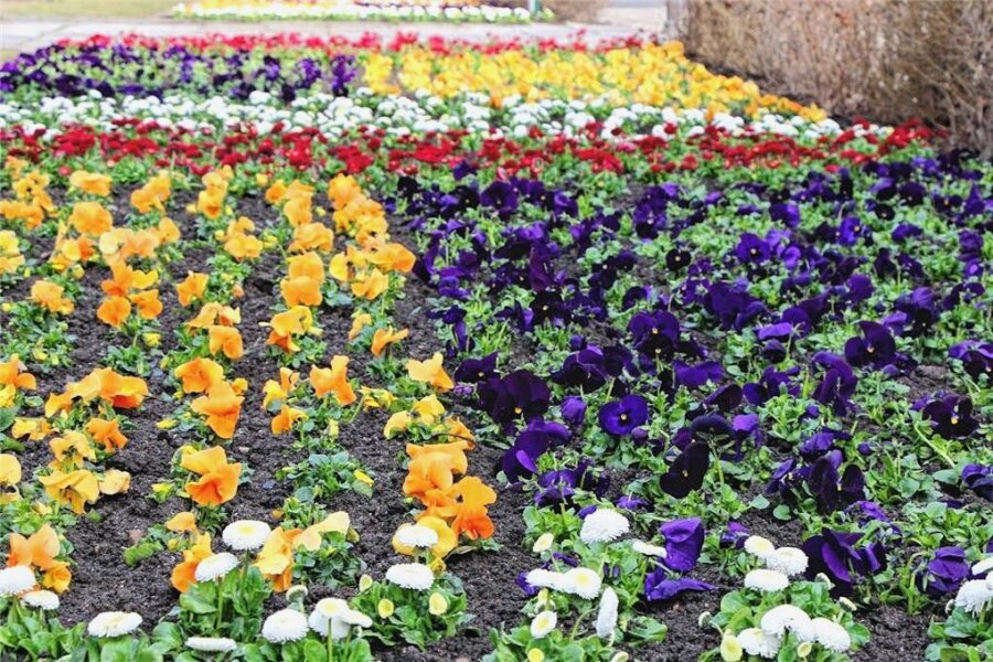 Zwickau wird bunt: 24.000 Blumen kommen in die Stadt - Am Montag beginnt in Zwickau die diesjährige Frühjahrsbepflanzung. 