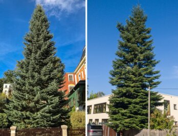 Zwickauer sind gefragt: Welcher Baum soll den Weihnachtsmarkt schmücken? - Die beiden Kandidaten für den Zwickauer Weihnachtsmarkt: Eine Colorado-Tanne (links) und eine Douglasie (rechts).