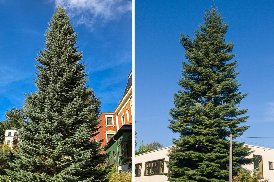 Zwickauer sind gefragt: Welcher Baum soll den Weihnachtsmarkt schmücken? - Die beiden Kandidaten für den Zwickauer Weihnachtsmarkt: Eine Colorado-Tanne (links) und eine Douglasie (rechts).