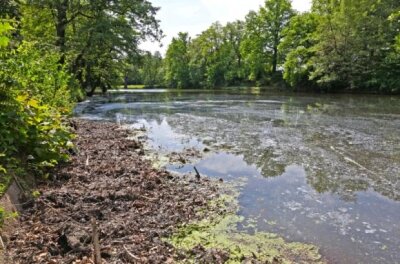 Zwickauer Stadtrat will müffelnden Teich zuschütten - 