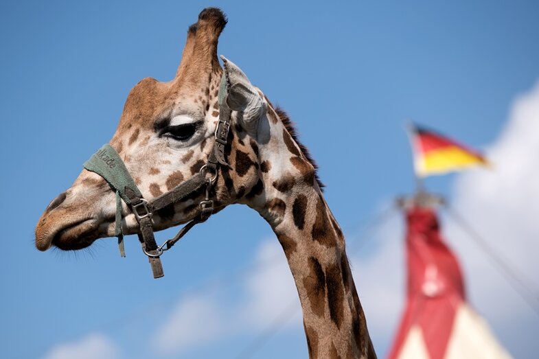 Zwickauer Tierschützer wollen Wildtiere aus Zirkus verbannen - 