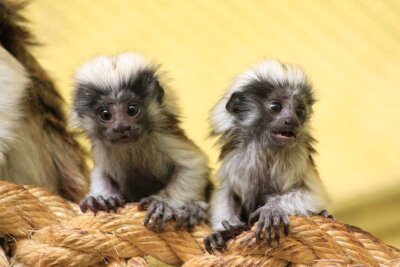 Zwillinge bei den Affen geboren - 