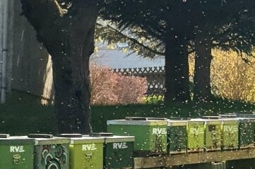 Zwölf Bienenvölker bei RVE - Bienen auf dem Gelände der RVE. 