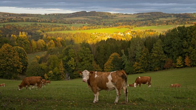 Eine herbstliche Kombination: Kuh vor Zschopautal bei Hopfgarten