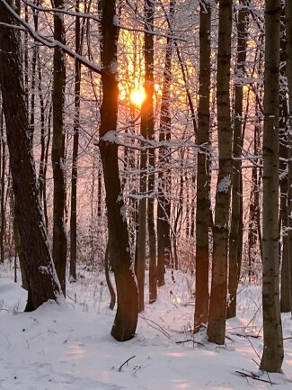 Sonnenuntergang Winterwald
