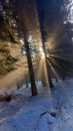 Die Sonnenstrahlen bahnen sich ihren Weg zwischen den St&auml;mmen des Waldes. Zu sehen waren diese auf den Loipen von Satzung am 13.02.2023.