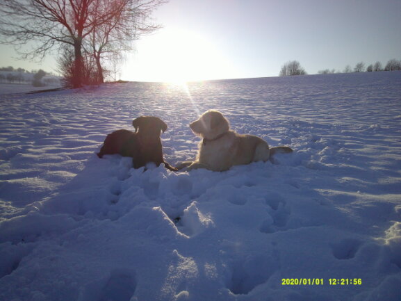 Auch meine Hunde lieben den erzgebirgischen Winter