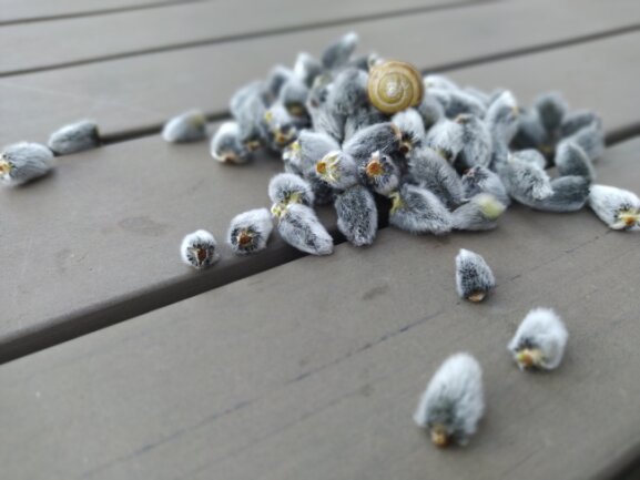 In unserem Garten hat der Wind viele Weidenk&auml;tzchen auf den Boden geweht. Meine T&ouml;chtern sammeln diese kuscheligen kleinen Kugeln gern auf.