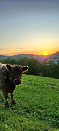 Sonnenuntergangs-Kuh