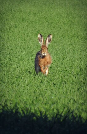 Bei einen Spaziergang am fr&uuml;hen Morgen zwischen Auerbach und Thum habe ich einen Feldhasen entdeckt. Es ist sch&ouml;n wieder welche zu sehen. Der Hase ein Symbol des Fr&uuml;hlings. 
