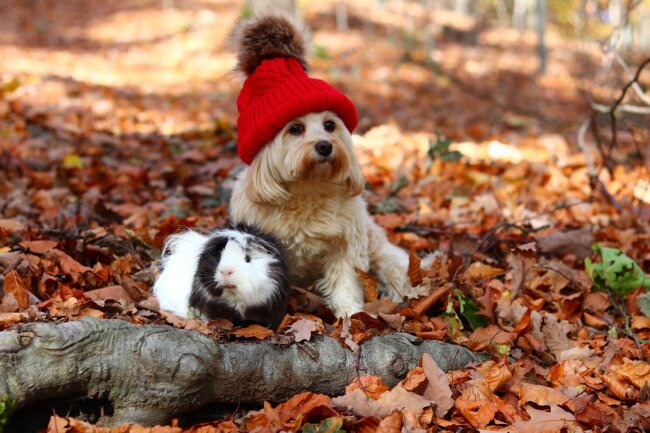 Herbstzeit - M&uuml;tzenzeit. <br />
<br />
Im Bild zu sehen, unsere Hundedame Lotte mit Meerschweinchen Fritz