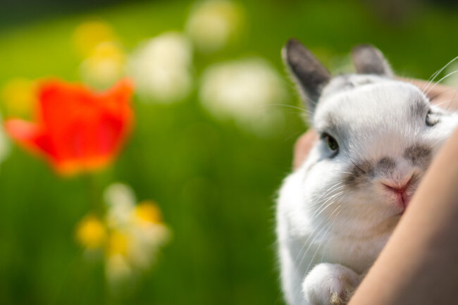 Unser kleines Kaninchen genie&szlig;t das erste Kuscheln in der warmen Fr&uuml;hlingssonne und freut sich schon, gem&uuml;tlich zwischen Narzissen und Tulpen zu m&uuml;mmeln.