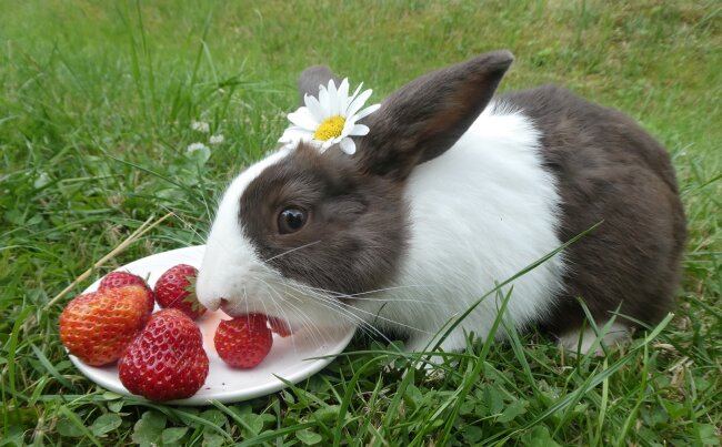 Kaninchen &quot;Max&quot; genie&szlig;t Erdbeeren auf einen Teller serviert.