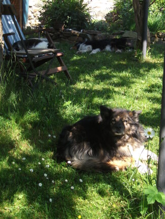 Richtig sch&ouml;n abh&auml;ngen im Garten. Das machen auf dem Bild Spitz-Mix Lady, Kater Felix und Australian Shepherd Shadow.