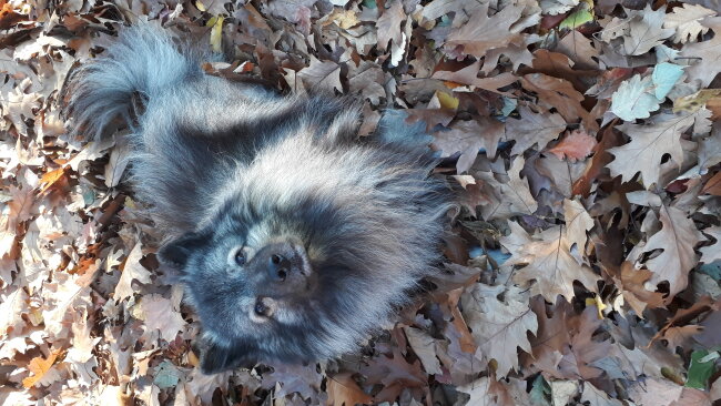 Mein Wolfsspitz Michel liebt den Herbst und das viele Laub ! 