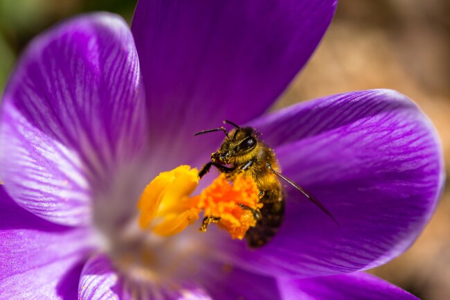 Untr&uuml;gliches Zeichen das der Fr&uuml;hling beginnt, die emsigen Sammler sind erwacht!