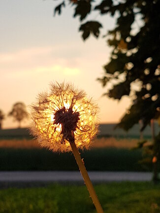 Am Ende eines Tages die Natur genie&szlig;en, den Blick schweifen lassen und den Moment einfangen, als die Sonne am Horizont durch eine Maiblume &quot;blinzelt&quot; - daran h&auml;ngt mein Herz im Fr&uuml;hling.<br />
Das Bild entstand in Marienberg OT Grundau an einem Abend im Mai.