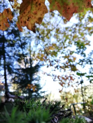 Herbstliches Farbenspiel &uuml;ber Aue aus der K&auml;ferperspektive