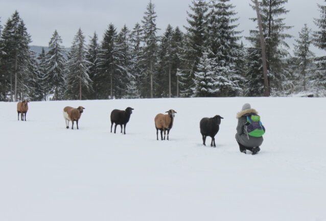 Am 5. Januar waren wir auf der Suche nach Schnee, in Tschechien in der N&auml;he von Stran (Ziegenschacht) fanden wir ihn. Und 5 interessierte Schafe, die uns begr&uuml;&szlig;ten...