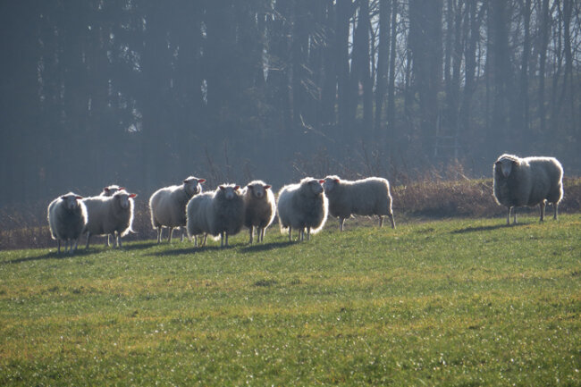 ...Schafe am Waldrand im Licht der Mittagssonne...