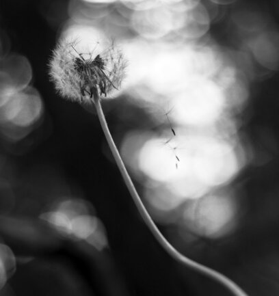 Der filigrane Samenstand einer im Volksmund als &quot;Pusteblume&quot; bezeichneten Kr&auml;uterpflanze, wird im Buchenwald bei Rauenstein in der Abendd&auml;mmerung durch einen leichten Windhauch zerst&ouml;rt.
