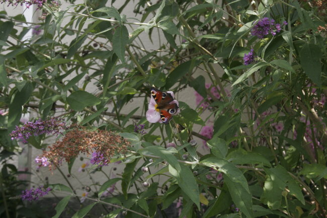 Ein Tagpfauenauge auf Schmetterlingsflieder. Leider eine immer seltenere Sicht bei uns.