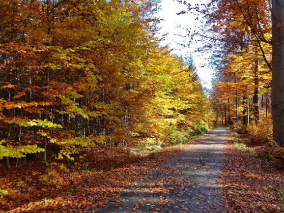 Herbstliche Waldwanderung zwischen Bockau und Lauter im Erzgebirge