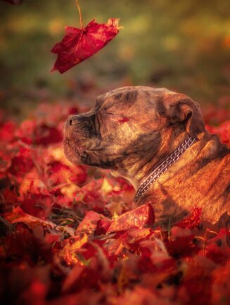 ... wie mein Hund den Herbst genie&szlig;t :) 