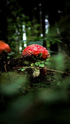 Im Herbst geht es vor allem um die kleinen Dinge. Pilze die sich durch das Moos im Wald k&auml;mpfen, Bl&auml;tter welche durch die L&uuml;fte segeln oder Wolken die am Himmel ziehen. Auf dem Bild ist ein Fliegenpilz zu sehen, den ich auf einem Waldspaziergang in Hohndorf entdeckt habe. 