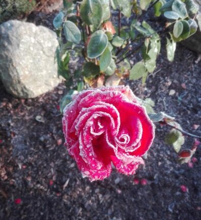 Diese Rose hat der Frost in eine &quot;Eisblume&quot; verwandelt