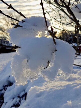 Schneehase im Lauf - selbst der eiskalte Winter h&auml;lt ihn nicht auf.<br />
