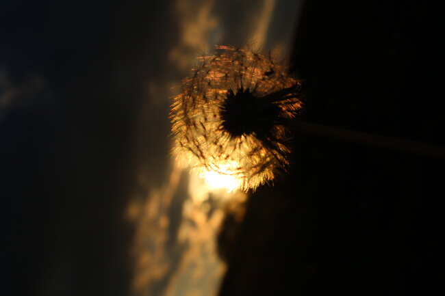 Sonnenuntergang mit Pusteblume