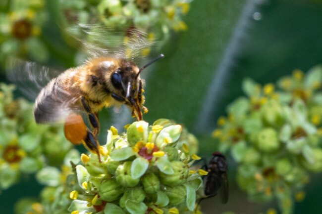 Biene mit Pollen beim Anflug auf die Bl&uuml;te