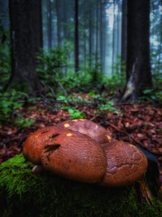 Pilz im Sommerwald